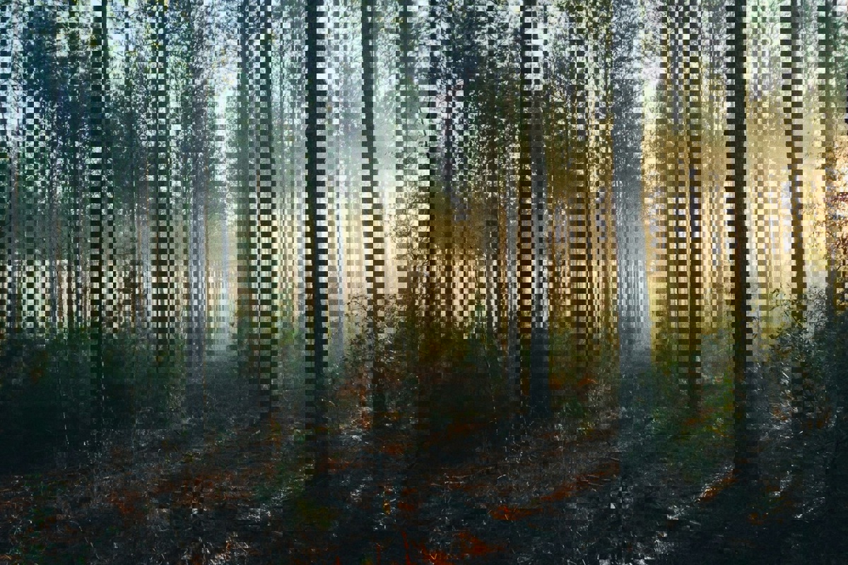 Ossingen will nicht Teil eines Forstreviers Region Andelfingen sein.